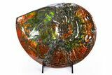 Ammonite Fossil with Mosasaur Bite Marks - Precious Ammolite! #311334-2